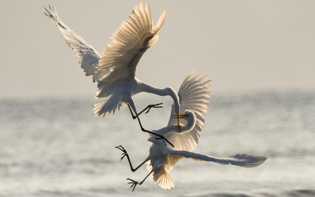 What if conflict was actually good for your organisation?